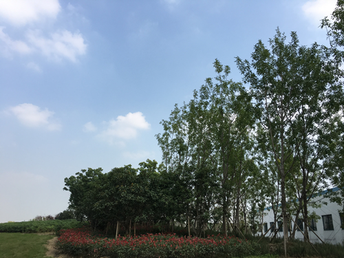 園冶杯專業獎:中環快速路景觀綠化工程二標段