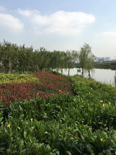 園冶杯專業獎:中環快速路景觀綠化工程二標段