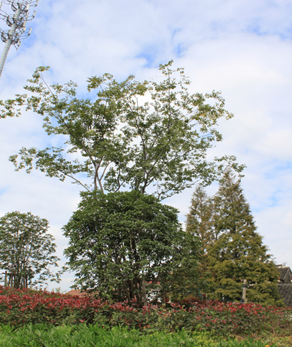 園冶杯專業獎:中環快速路景觀綠化工程二標段