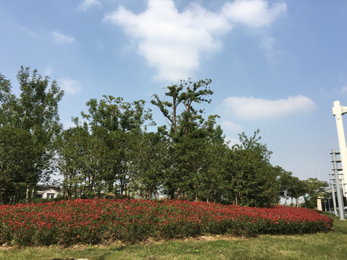 園冶杯專業獎:中環快速路景觀綠化工程二標段