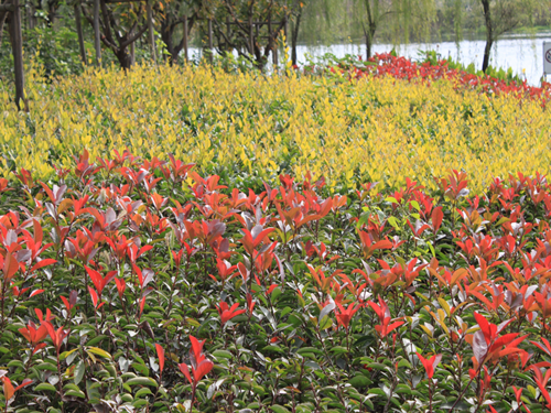 園冶杯專業獎:中環快速路景觀綠化工程二標段