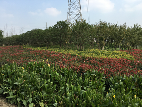 園冶杯專業獎:中環快速路景觀綠化工程二標段