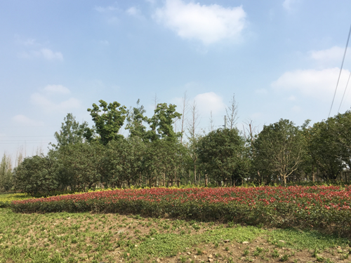 園冶杯專業獎:中環快速路景觀綠化工程二標段