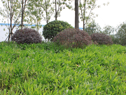 園冶杯專業獎:中環快速路景觀綠化工程二標段