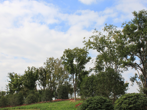 園冶杯專業獎:中環快速路景觀綠化工程二標段