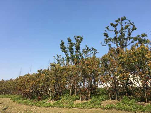 園冶杯專業獎:中環快速路景觀綠化工程二標段