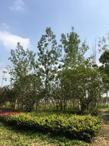 園冶杯專業獎:中環快速路景觀綠化工程二標段