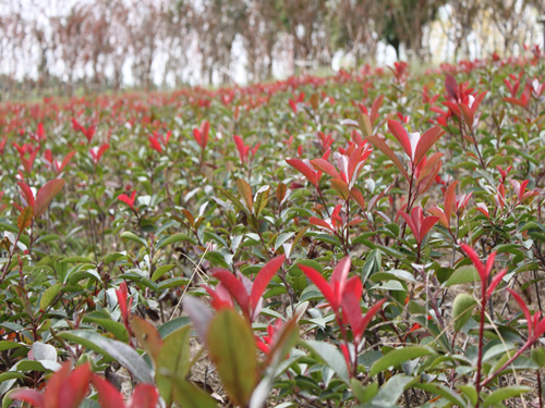 園冶杯專業獎:中環快速路景觀綠化工程二標段