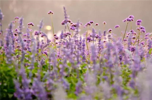 昆明隔壁的這個森林公園