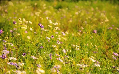 昆明隔壁的這個森林公園
