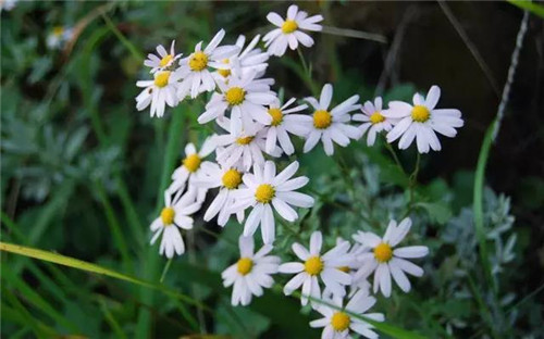 昆明隔壁的這個森林公園