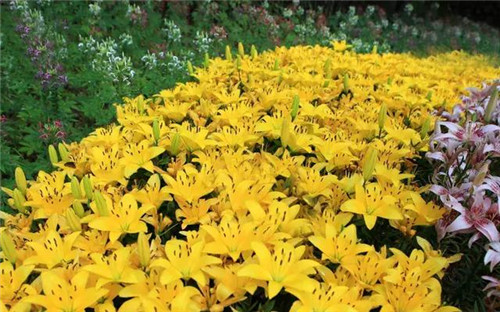 昆明隔壁的這個森林公園