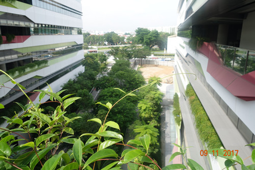 2017新加坡景觀專業考察——領略獅城綠色景觀