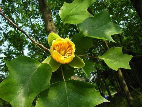 江西發現野生珍貴樹種鵝掌楸群落