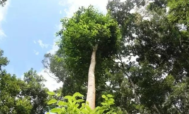 易武高桿古樹，普洱茶中的長勁鹿