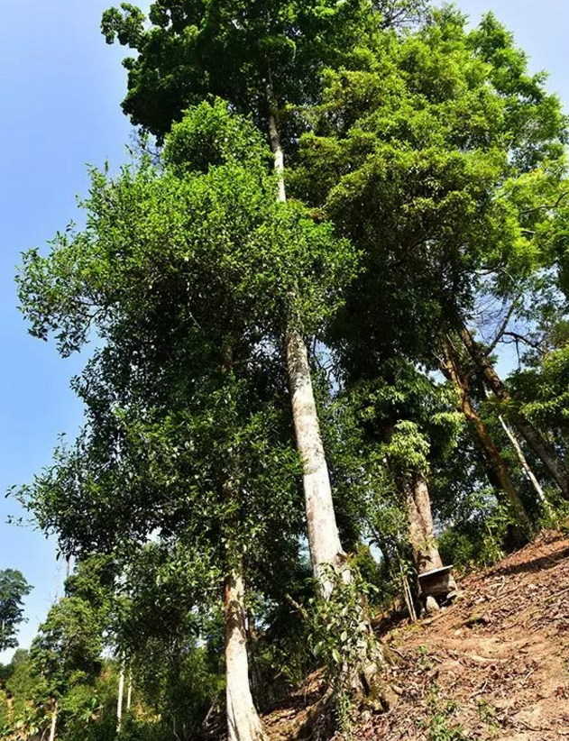 易武高桿古樹，普洱茶中的長勁鹿