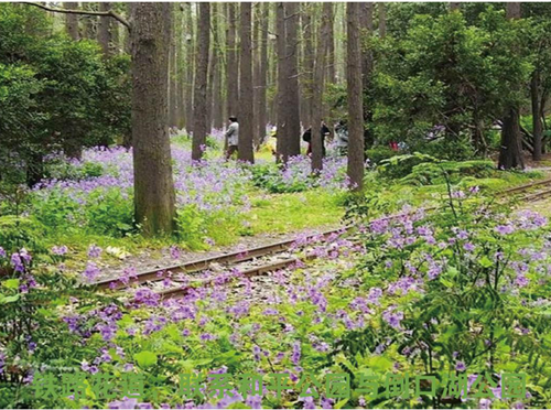 園冶杯專業獎:青山區倒口湖公園景觀設計