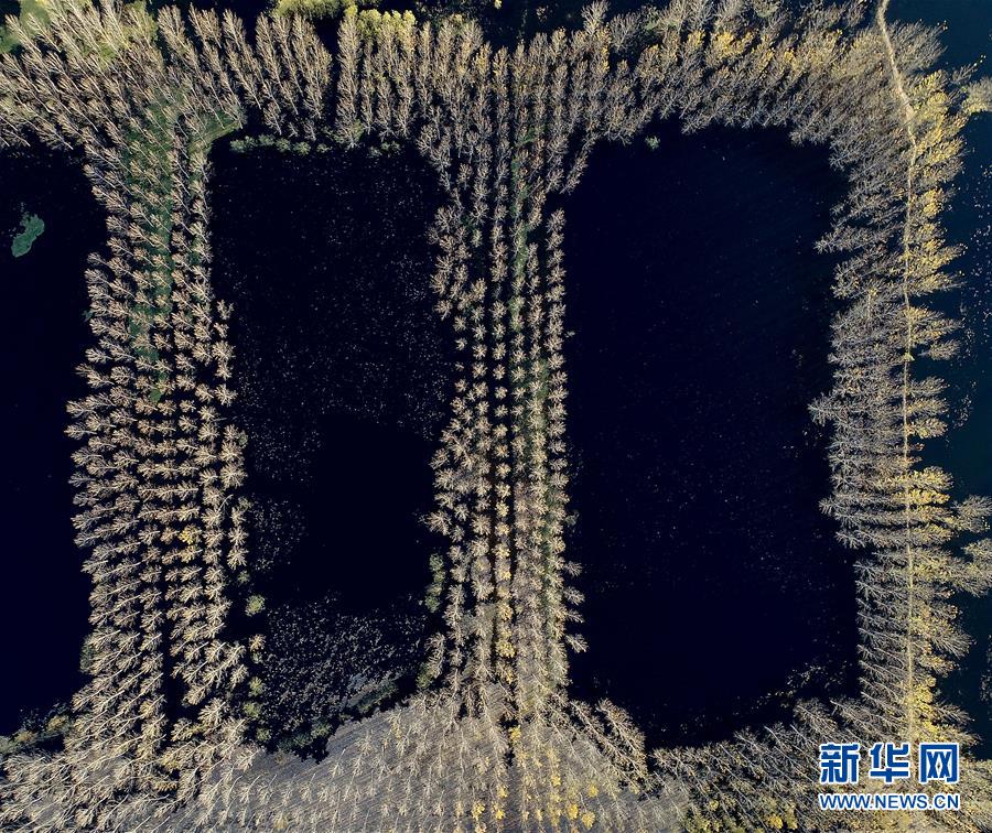 天津水庫(kù)濕地防護(hù)林泛黃凋落 美景如畫(huà)