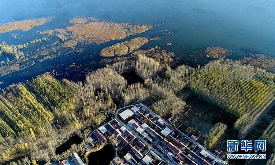 天津水庫(kù)濕地防護(hù)林泛黃凋落 美景如畫(huà)