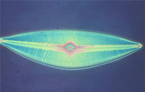 植物分類知多少