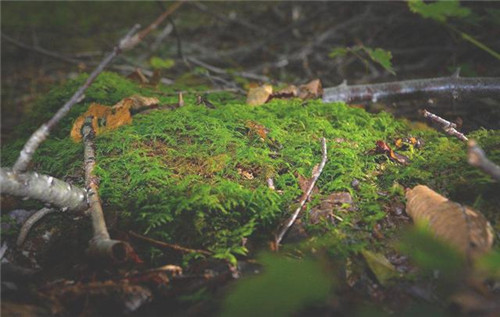 植物分類知多少