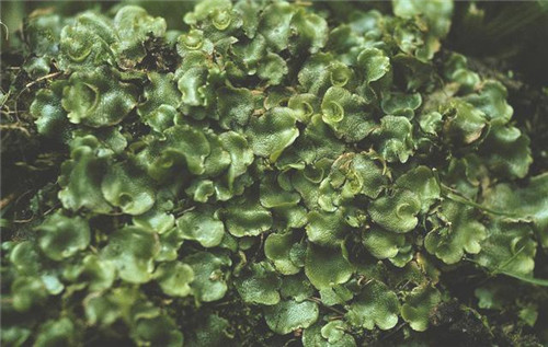 植物分類知多少