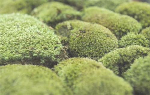 植物分類知多少