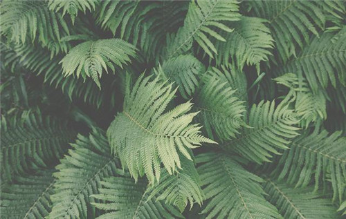 植物分類知多少