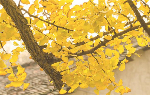 植物分類知多少