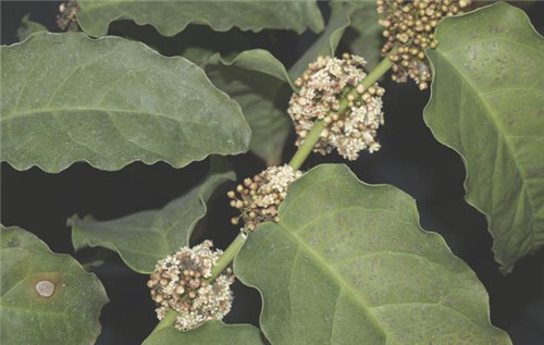 植物分類知多少