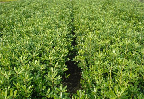 苗木市場的機遇在哪里