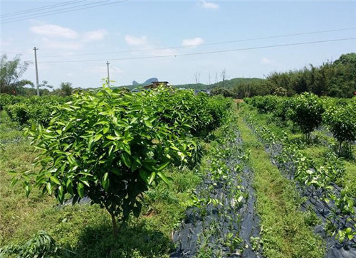 苗木市場的機遇在哪里