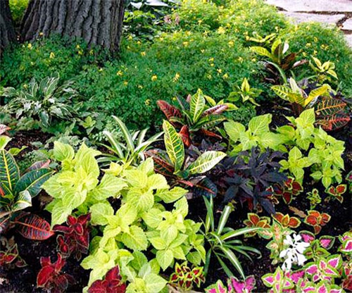 美國明尼蘇達耐陰花園設計