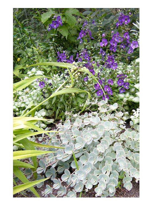 美國明尼蘇達耐陰花園設計