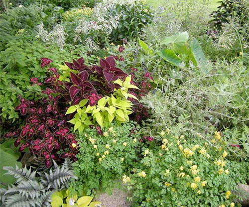 美國明尼蘇達耐陰花園設計