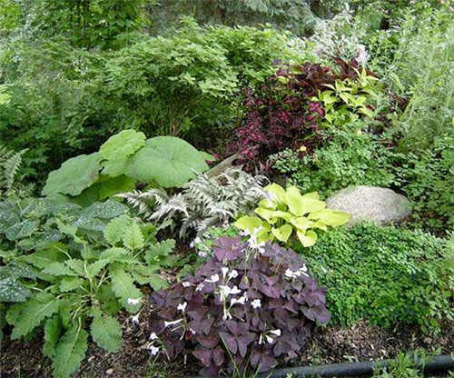 美國明尼蘇達耐陰花園設計