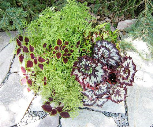 美國明尼蘇達耐陰花園設計