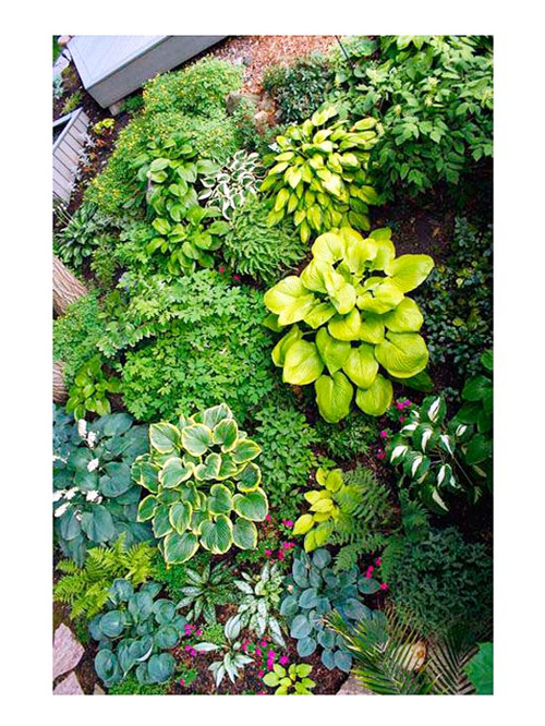 美國明尼蘇達耐陰花園設計