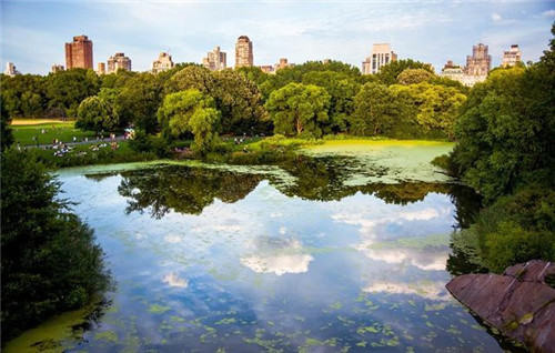 國家森林城市建設樹種選擇將影響生態效果