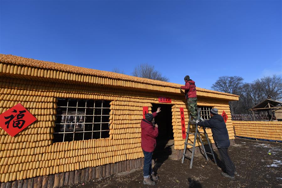 3萬根玉米打造東北農村特色院落景觀