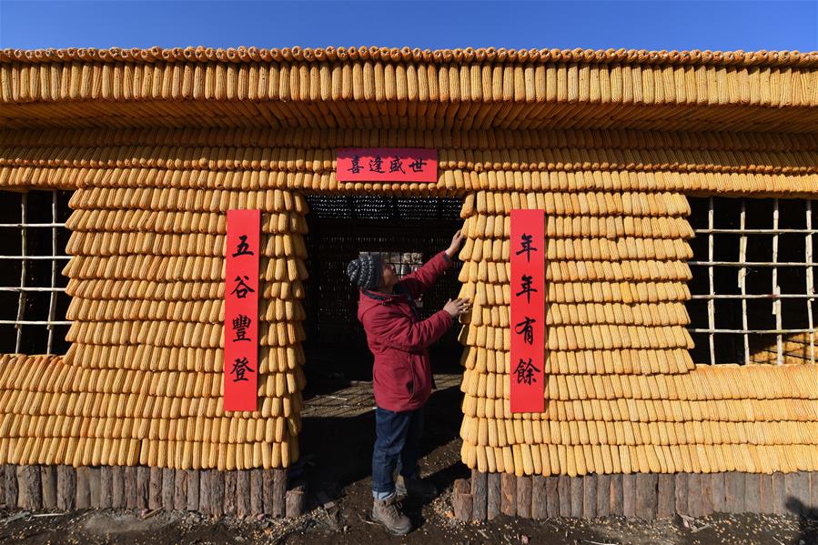 3萬根玉米打造東北農村特色院落景觀