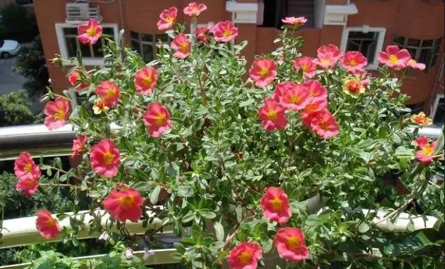 容易長滿整個花盆植物