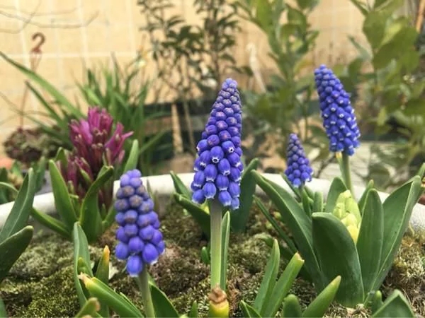 新型觀賞綠植花卉，漂亮得像假花