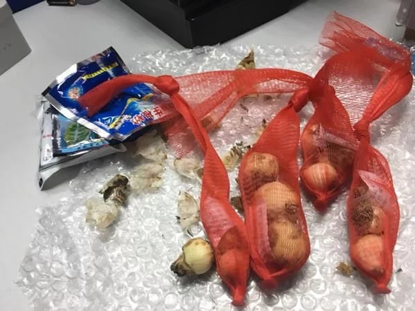 新型觀賞綠植花卉，漂亮得像假花