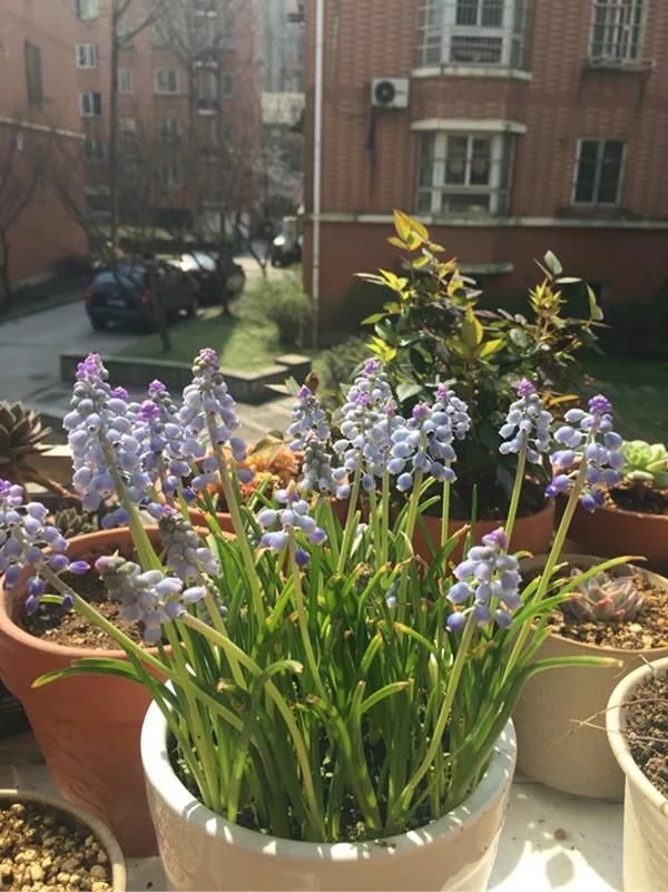 新型觀賞綠植花卉，漂亮得像假花