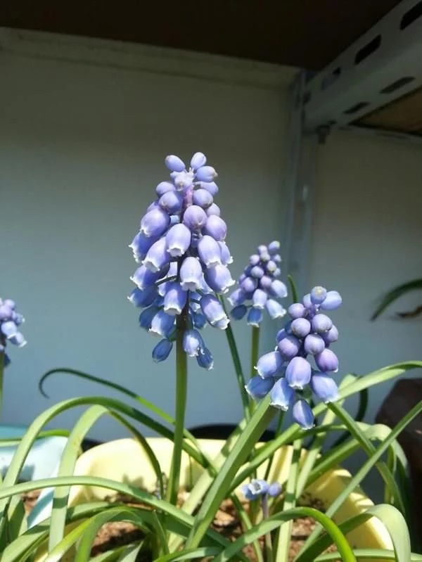 新型觀賞綠植花卉，漂亮得像假花