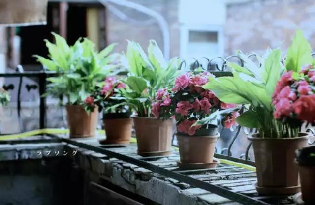 花藝師原來(lái)是這樣澆水的,怪不得養(yǎng)那么好!