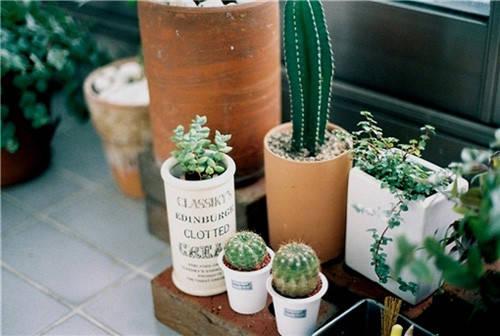 花藝師原來(lái)是這樣澆水的,怪不得養(yǎng)那么好!