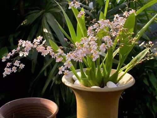 花藝師原來(lái)是這樣澆水的,怪不得養(yǎng)那么好!