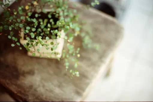 花藝師原來(lái)是這樣澆水的,怪不得養(yǎng)那么好!